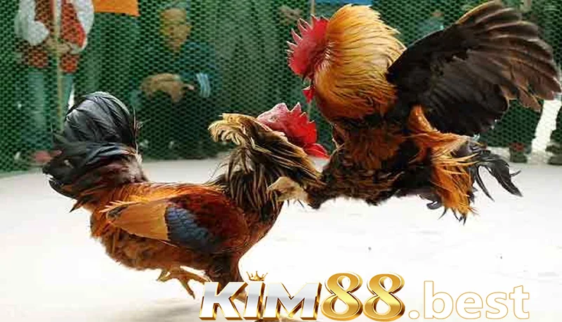 Kim88 daga