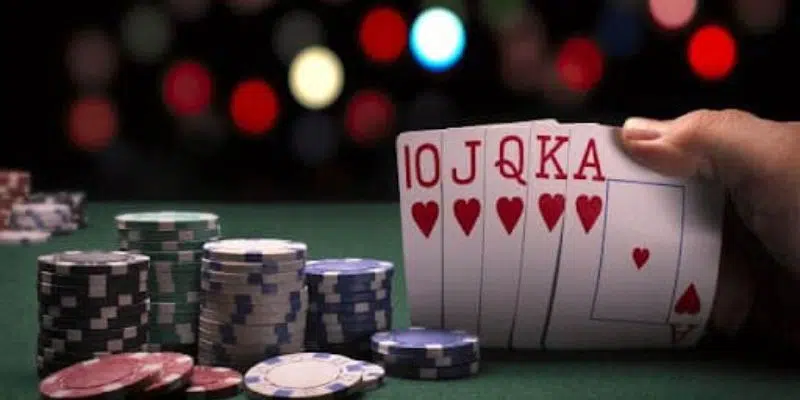 kim88-bai-catte-la-gi