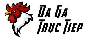 Đá gà trực tiếp