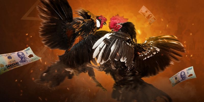 đá gà trực tiếp bình luận